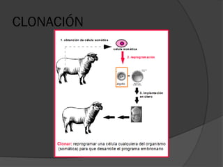 CLONACIÓN
 