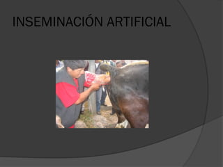 INSEMINACIÓN ARTIFICIAL
 