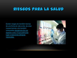 RIESGOS PARA LA SALUD

Existen riesgos de transferir toxinas
de una forma de vida a otra, de crear
nuevas toxinas o de transferir
compuestos alergénicos de una
especie a otra, lo que podría dar
lugar a reacciones alérgicas
imprevistas.

 