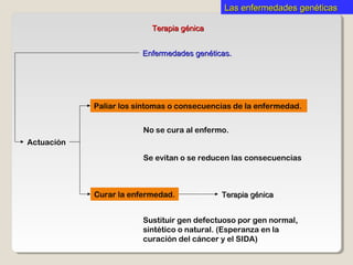 Terapia génicaTerapia génica
Paliar los síntomas o consecuencias de la enfermedad.
Actuación
No se cura al enfermo.
Se evitan o se reducen las consecuencias
Enfermedades genéticas.Enfermedades genéticas.
Curar la enfermedad.
Sustituir gen defectuoso por gen normal,
sintético o natural. (Esperanza en la
curación del cáncer y el SIDA)
Terapia génicaTerapia génica
Las enfermedades genéticasLas enfermedades genéticas
 