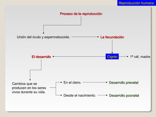 Reproducción humanaReproducción humana
Desarrollo prenatalDesarrollo prenatal
La fecundaciónLa fecundación
El desarrolloEl desarrollo CigotoCigoto
Proceso de la reproducciónProceso de la reproducción
Unión del óvulo y espermatozoide.
Cambios que se
producen en los seres
vivos durante su vida.
En el útero.
Desde el nacimiento. Desarrollo posnatalDesarrollo posnatal
1ª cél. madre
 