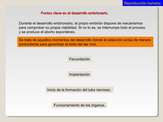 Fecundación
Puntos clave en el desarrollo embrionario.Puntos clave en el desarrollo embrionario.
Se trata de aquellos momentos del desarrollo donde la selección actúa de manera
contundente para garantizar el éxito del ser vivo.
Implantación
Funcionamiento de los órganos.
Inicio de la formación del tubo nervioso.
Reproducción humanaReproducción humana
Durante el desarrollo embrionario, el propio embrión dispone de mecanismos
para comprobar su propia viabilidad. Si no lo es, se interrumpe todo el proceso
y se produce el aborto espontáneo.
 
