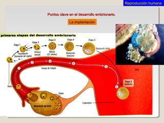 Puntos clave en el desarrollo embrionario.Puntos clave en el desarrollo embrionario.
Reproducción humanaReproducción humana
La implantación
 