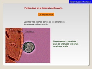 La implantación
Casi las tres cuartas partes de los embriones
fracasan en este momento.
Puntos clave en el desarrollo embrionario.Puntos clave en el desarrollo embrionario.
El endometrio o pared delEl endometrio o pared del
útero se engruesa y el óvuloútero se engruesa y el óvulo
se adhiere a ella.se adhiere a ella.
Reproducción humanaReproducción humana
 