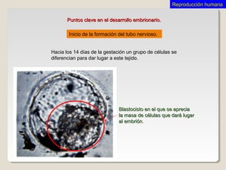 Inicio de la formación del tubo nervioso.
Hacia los 14 días de la gestación un grupo de células se
diferencian para dar lugar a este tejido.
Blastocisto en el que se apreciaBlastocisto en el que se aprecia
la masa de células que dará lugarla masa de células que dará lugar
al embriónal embrión..
Puntos clave en el desarrollo embrionario.Puntos clave en el desarrollo embrionario.
Reproducción humanaReproducción humana
 