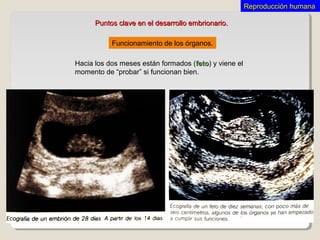 Hacia los dos meses están formados (fetofeto) y viene el
momento de “probar” si funcionan bien.
Funcionamiento de los órganos.
Puntos clave en el desarrollo embrionario.Puntos clave en el desarrollo embrionario.
Reproducción humanaReproducción humana
 