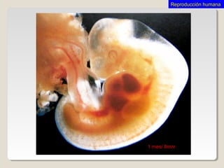 1 mes/ 8mm
Reproducción humanaReproducción humana
 