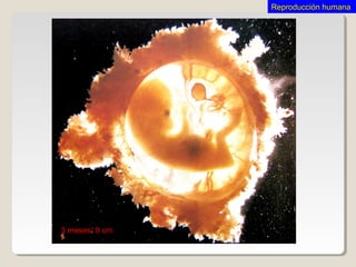 3 meses/ 9 cm
Reproducción humanaReproducción humana
 