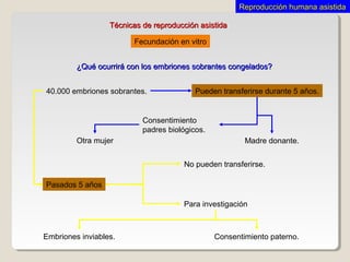 Técnicas de reproducción asistidaTécnicas de reproducción asistida
Fecundación en vitro
¿Qué ocurrirá con los embriones sobrantes congelados?¿Qué ocurrirá con los embriones sobrantes congelados?
40.000 embriones sobrantes. Pueden transferirse durante 5 años.
Madre donante.Otra mujer
Consentimiento
padres biológicos.
Pasados 5 años
No pueden transferirse.
Para investigación
Embriones inviables. Consentimiento paterno.
Reproducción humana asistidaReproducción humana asistida
 