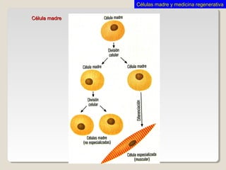 Célula madreCélula madre
Células madre y medicina regenerativaCélulas madre y medicina regenerativa
 