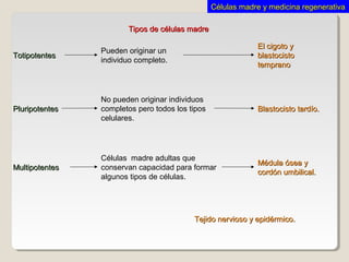 TotipotentesTotipotentes
Tipos de células madreTipos de células madre
Células madre adultas que
conservan capacidad para formar
algunos tipos de células.
MultipotentesMultipotentes
No pueden originar individuos
completos pero todos los tipos
celulares.
PluripotentesPluripotentes
Pueden originar un
individuo completo.
Tejido nervioso y epidérmico.Tejido nervioso y epidérmico.
Médula ósea yMédula ósea y
cordón umbilical.cordón umbilical.
Blastocisto tardío.Blastocisto tardío.
El cigoto yEl cigoto y
blastocistoblastocisto
tempranotemprano
Células madre y medicina regenerativaCélulas madre y medicina regenerativa
 