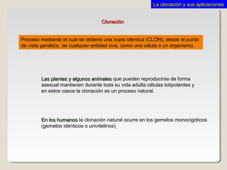 La clonación y sus aplicacionesLa clonación y sus aplicaciones
ClonaciónClonación
En los humanosEn los humanos la clonación natural ocurre en los gemelos monocigóticos
(gemelos idénticos o univitelinos)
Proceso mediante el cual se obtiene una copia idéntica (CLON), desde el punto
de vista genético, de cualquier entidad viva, como una célula o un organismo.
Las plantas y algunos animalesLas plantas y algunos animales que pueden reproducirse de forma
asexual mantienen durante toda su vida adulta células totipotentes y
en estos casos la clonación es un proceso natural.
 