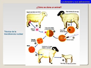 ¿Cómo se clona un animal?¿Cómo se clona un animal?
Técnica de laTécnica de la
transferencia nucleartransferencia nuclear
La clonación y sus aplicacionesLa clonación y sus aplicaciones
 