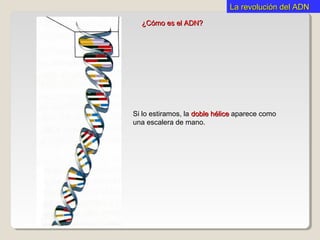 La revolución del ADNLa revolución del ADN
¿Cómo es el ADN?¿Cómo es el ADN?
Si lo estiramos, la doble hélicedoble hélice aparece como
una escalera de mano.
 