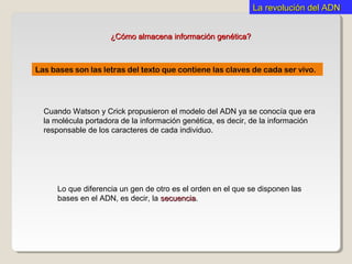 La revolución del ADNLa revolución del ADN
Las bases son las letras del texto que contiene las claves de cada ser vivo.
¿Cómo almacena información genética?¿Cómo almacena información genética?
Cuando Watson y Crick propusieron el modelo del ADN ya se conocía que era
la molécula portadora de la información genética, es decir, de la información
responsable de los caracteres de cada individuo.
Lo que diferencia un gen de otro es el orden en el que se disponen las
bases en el ADN, es decir, la secuenciasecuencia.
 