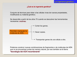 La ingeniería genéticaLa ingeniería genética
Podemos construir nuevas combinaciones de fragmentos o de moléculas de ADN
que no se encuentran juntas de manera natural, por eso también se le llama
“tecnología del ADN recombinante”“tecnología del ADN recombinante”
Conjunto de técnicas para dotar a las células vivas de nuevas propiedades,
modificando su material genético.
¿Qué es la ingeniería genética?¿Qué es la ingeniería genética?
Permiten manipular la
molécula de ADN.
Cortar los genes.
Hacer copias.
Transportar genes de una célula a otra.
Se desarrolla a partir de los años 70 cuando se descubren las herramientas
necesarias: enzimasenzimas.
 