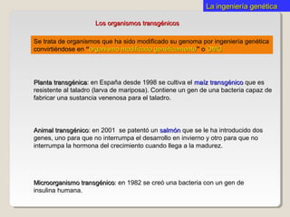 La ingeniería genéticaLa ingeniería genética
Los organismos transgénicosLos organismos transgénicos
Microorganismo transgénicoMicroorganismo transgénico: en 1982 se creó una bacteria con un gen de
insulina humana.
Se trata de organismos que ha sido modificado su genoma por ingeniería genética
convirtiéndose en “organismo modificado genéticamenteorganismo modificado genéticamente” o OMGOMG
Planta transgénicaPlanta transgénica: en España desde 1998 se cultiva el maíz transgénicomaíz transgénico que es
resistente al taladro (larva de mariposa). Contiene un gen de una bacteria capaz de
fabricar una sustancia venenosa para el taladro.
Animal transgénicoAnimal transgénico: en 2001 se patentó un salmónsalmón que se le ha introducido dos
genes, uno para que no interrumpa el desarrollo en invierno y otro para que no
interrumpa la hormona del crecimiento cuando llega a la madurez.
 