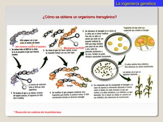 La ingeniería genéticaLa ingeniería genética
¿Cómo se obtiene un organismo transgénico?¿Cómo se obtiene un organismo transgénico?
del veneno contra el taladro
Mediante la PCR*
* Reacción en cadena de la polimerasa
 