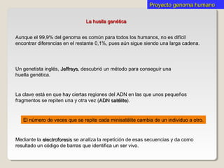 La huella genéticaLa huella genética
Mediante la electroforesiselectroforesis se analiza la repetición de esas secuencias y da como
resultado un código de barras que identifica un ser vivo.
Proyecto genoma humanoProyecto genoma humano
Aunque el 99,9% del genoma es común para todos los humanos, no es difícil
encontrar diferencias en el restante 0,1%, pues aún sigue siendo una larga cadena.
Un genetista inglés, JeffreysJeffreys, descubrió un método para conseguir una
huella genética.
La clave está en que hay ciertas regiones del ADN en las que unos pequeños
fragmentos se repiten una y otra vez (ADN satéliteADN satélite).
El número de veces que se repite cada minisatélite cambia de un individuo a otro.
 