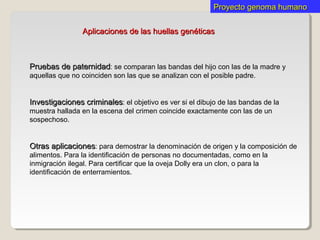 Aplicaciones de las huellas genéticasAplicaciones de las huellas genéticas
Pruebas de paternidadPruebas de paternidad: se comparan las bandas del hijo con las de la madre y
aquellas que no coinciden son las que se analizan con el posible padre.
Investigaciones criminalesInvestigaciones criminales: el objetivo es ver si el dibujo de las bandas de la
muestra hallada en la escena del crimen coincide exactamente con las de un
sospechoso.
Otras aplicacionesOtras aplicaciones: para demostrar la denominación de origen y la composición de
alimentos. Para la identificación de personas no documentadas, como en la
inmigración ilegal. Para certificar que la oveja Dolly era un clon, o para la
identificación de enterramientos.
Proyecto genoma humanoProyecto genoma humano
 