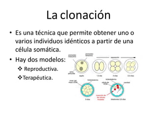 La clonación
• Es una técnica que permite obtener uno o
varios individuos idénticos a partir de una
célula somática.
• Hay dos modelos:
 Reproductiva.
Terapéutica.
 
