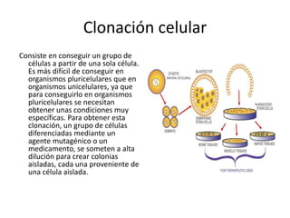 Clonación celular
Consiste en conseguir un grupo de
células a partir de una sola célula.
Es más difícil de conseguir en
organismos pluricelulares que en
organismos unicelulares, ya que
para conseguirlo en organismos
pluricelulares se necesitan
obtener unas condiciones muy
específicas. Para obtener esta
clonación, un grupo de células
diferenciadas mediante un
agente mutagénico o un
medicamento, se someten a alta
dilución para crear colonias
aisladas, cada una proveniente de
una célula aislada.
 
