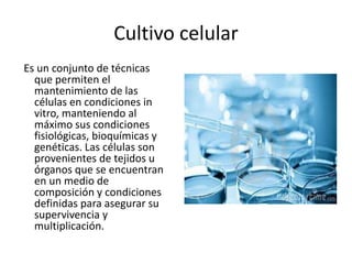 Cultivo celular
Es un conjunto de técnicas
que permiten el
mantenimiento de las
células en condiciones in
vitro, manteniendo al
máximo sus condiciones
fisiológicas, bioquímicas y
genéticas. Las células son
provenientes de tejidos u
órganos que se encuentran
en un medio de
composición y condiciones
definidas para asegurar su
supervivencia y
multiplicación.
 