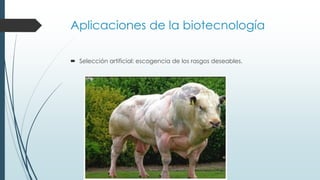 Aplicaciones de la biotecnología
 Selección artificial: escogencia de los rasgos deseables.
 