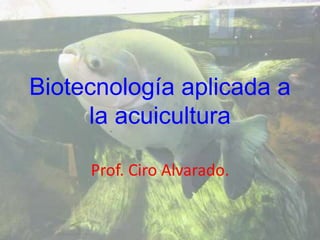 Biotecnología aplicada a
la acuicultura
Prof. Ciro Alvarado.
 