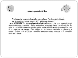 Lynn Margulis, en su teoría endosimbiótica propone que se originaron
a partir de una primitiva célula procariota, que perdió su pared celular, lo
que le permitió aumentar de tamaño, esta primitiva célula conocida con
el nombre de urcariota. Esta célula en un momento dado, englobaría a
otras células procarióticas, estableciéndose entre ambos una relación
endosimbionte.
El siguiente paso en la evolución celular fue la aparición de
las eucariotas hace unos 1.500 millones de años.
 