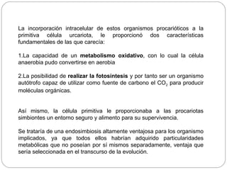 La incorporación intracelular de estos organismos procarióticos a la
primitiva célula urcariota, le proporcionó dos características
fundamentales de las que carecía:
1.La capacidad de un metabolismo oxidativo, con lo cual la célula
anaerobia pudo convertirse en aerobia
2.La posibilidad de realizar la fotosíntesis y por tanto ser un organismo
autótrofo capaz de utilizar como fuente de carbono el CO2 para producir
moléculas orgánicas.
Así mismo, la célula primitiva le proporcionaba a las procariotas
simbiontes un entorno seguro y alimento para su supervivencia.
Se trataría de una endosimbiosis altamente ventajosa para los organismo
implicados, ya que todos ellos habrían adquirido particularidades
metabólicas que no poseían por sí mismos separadamente, ventaja que
sería seleccionada en el transcurso de la evolución.
 