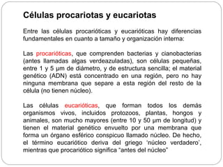Células procariotas y eucariotas
Entre las células procarióticas y eucarióticas hay diferencias
fundamentales en cuanto a tamaño y organización interna:
Las procarióticas, que comprenden bacterias y cianobacterias
(antes llamadas algas verdeazuladas), son células pequeñas,
entre 1 y 5 µm de diámetro, y de estructura sencilla; el material
genético (ADN) está concentrado en una región, pero no hay
ninguna membrana que separe a esta región del resto de la
célula (no tienen núcleo).
Las células eucarióticas, que forman todos los demás
organismos vivos, incluidos protozoos, plantas, hongos y
animales, son mucho mayores (entre 10 y 50 µm de longitud) y
tienen el material genético envuelto por una membrana que
forma un órgano esférico conspicuo llamado núcleo. De hecho,
el término eucariótico deriva del griego ‘núcleo verdadero’,
mientras que procariótico significa “antes del núcleo”
 
