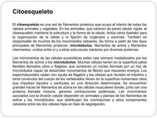 Citoesqueleto
El citoesqueleto es una red de filamentos proteicos que ocupa el interior de todas las
células animales y vegetales. En los animales, que carecen de pared celular rígida, el
citoesqueleto mantiene la estructura y la forma de la célula. Actúa como bastidor para
la organización de la célula y la fijación de orgánulos y enzimas. También es
responsable de muchos de los movimientos celulares. Se forma a partir de tres tipos
principales de filamentos proteicos: microtúbulos, filamentos de actina y filamentos
intermedios, unidos entre sí y a otras estructuras celulares por diversas proteínas.
Los movimientos de las células eucarióticas están casi siempre mediatizados por los
filamentos de actina o los microtúbulos. Muchas células tienen en la superficie pelos
flexibles llamados cilios o flagelos, que contienen un núcleo formado por un haz de
microtúbulos capaz de desarrollar movimientos de flexión que requieren energía. Los
espermatozoides nadan con ayuda de flagelos y las células que revisten el intestino y
otros conductos del cuerpo de los vertebrados tienen en la superficie numerosos cilios
que impulsan líquidos y partículas en una dirección determinada. Se encuentran
grandes haces de filamentos de actina en las células musculares donde, junto con una
proteína llamada miosina, generan contracciones poderosas. Los movimientos
asociados con la división celular dependen en animales y plantas de los filamentos de
actina y los microtúbulos, que distribuyen los cromosomas y otros componentes
celulares entre las dos células hijas en fase de segregación.
 