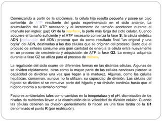 Comenzando a partir de la citocinesis, la célula hija resulta pequeña y posee un bajo
contenido de ATP resultante del gasto experimentado en el ciclo anterior. La
acumulación del ATP necesario y el incremento de tamaño acontecen durante el
intervalo (en inglés: gap) G1 de la interface, la parte más larga del ciclo celular. Cuando
adquiere el tamaño suficiente y el ATP necesario comienza la fase S, la célula sintetiza
ADN (replicación del ADN) proceso que da como resultado final "un original y una
copia" del ADN, destinadas a las dos células que se originan del proceso. Dado que el
proceso de síntesis consume una gran cantidad de energía la célula entra nuevamente
en un proceso de crecimiento y adquisición de ATP la fase G2. La energía adquirida
durante la fase G2 se utiliza para el proceso de mitosis.
La regulación del ciclo ocurre de diferentes formas en las distintas células. Algunas de
se dividen rápidamente, otras como la mayor parte de las células nerviosas pierden la
capacidad de dividirse una vez que llegan a la madurez. Algunas, como las células
hepáticas, conservan, aunque no la utilizan, su capacidad de división. Las células del
hígado se dividen si se remueve parte del hígado y su división continúa hasta que el
hígado retorna a su tamaño normal.
Factores ambientales tales como cambios en la temperatura y el pH, disminución de los
niveles de nutrientes llevan a la disminución de la velocidad de división celular. Cuando
las células detienen su división generalmente lo hacen en una fase tardía de la G1
denominado el punto R (por restricción).
 