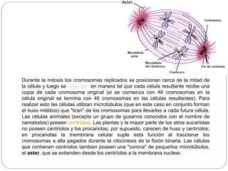 Durante la mitosis los cromosomas replicados se posicionan cerca de la mitad de
la célula y luego se segregan en manera tal que cada célula resultante recibe una
copia de cada cromosoma original (si se comienza con 46 cromosomas en la
célula original se termina con 46 cromosomas en las células resultantes). Para
realizar esto las células utilizan microtúbulos (que en este caso en conjunto forman
el huso mitótico) que "tiran" de los cromosomas para llevarlos a cada futura célula.
Las células animales (excepto un grupo de gusanos conocidos con el nombre de
nematodos) poseen centríolos. Las plantas y la mayor parte de los otros eucariotas
no poseen centríolos y los procariotas, por supuesto, carecen de huso y centríolos;
en procariotas la membrana celular suple esta función al traccionar los
cromosomas a ella pegados durante la citocinesis de la fisión binaria. Las células
que contienen centríolos tambien poseen una "corona" de pequeños microtúbulos,
el aster, que se extienden desde los centríolos a la membrana nuclear.
 