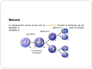 Meiosis
La reproducción sexual ocurre solo en eucariotas. Durante la formación de los
gametos, el número de cromosomas se reduce a la mitad y retornan al número
completo cuando los dos gametos se unen durante la fecundación.
 