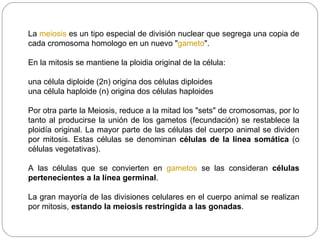 La meiosis es un tipo especial de división nuclear que segrega una copia de
cada cromosoma homologo en un nuevo "gameto".
En la mitosis se mantiene la ploidia original de la célula:
una célula diploide (2n) origina dos células diploides
una célula haploide (n) origina dos células haploides
Por otra parte la Meiosis, reduce a la mitad los "sets" de cromosomas, por lo
tanto al producirse la unión de los gametos (fecundación) se restablece la
ploidía original. La mayor parte de las células del cuerpo animal se dividen
por mitosis. Estas células se denominan células de la línea somática (o
células vegetativas).
A las células que se convierten en gametos se las consideran células
pertenecientes a la línea germinal.
La gran mayoría de las divisiones celulares en el cuerpo animal se realizan
por mitosis, estando la meiosis restringida a las gonadas.
 