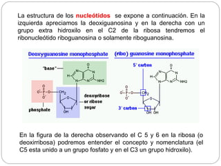En la figura de la derecha observando el C 5 y 6 en la ribosa (o
deoxirribosa) podremos entender el concepto y nomenclatura (el
C5 esta unido a un grupo fosfato y en el C3 un grupo hidroxilo).
La estructura de los nucleótidos se expone a continuación. En la
izquierda apreciamos la deoxiguanosina y en la derecha con un
grupo extra hidroxilo en el C2 de la ribosa tendremos el
ribonucleótido riboguanosina o solamente riboguanosina.
 
