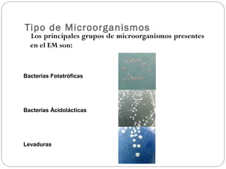 Tipo de Microorganismos
Los principales grupos de microorganismos presentes
en el EM son:
Bacterias Fototróficas
Bacterias Ácidolácticas
Levaduras
 