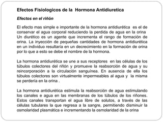 Efectos Fisiologicos de la Hormona Antidiuretica
Efectos en el riñón
El efecto mas simple e importante de la hormona antidiurética es el de
conservar el agua corporal reduciendo la perdida de agua en la orina
Un diurético es un agente que incrementa el rango de formación de
orina. La inyección de pequeñas cantidades de hormona antidiurética
en un individuo resultaría en un decrecimiento en la formación de orina
por lo que a esto se debe el nombre de la hormona.
La hormona antidiurética se une a sus receptores en las células de los
túbulos colectores del riñón y promueve la reabsorción de agua y su
reincorporación a la circulación sanguínea. En ausencia de ella los
túbulos colectores son virtualmente impermeables al agua y la misma
se perdería en la orina .
La hormona antidiurética estimula la reabsorción de agua estimulando
los canales e agua en las membranas de los túbulos de los riñones.
Estos canales transportan el agua libre de solutos, a través de las
células tubulares la que regresa a la sangre, permitiendo disminuir la
osmolaridad plasmática e incrementando la osmolaridad de la orina
 