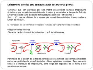 La hormona tiroidea está compuesta por dos materias primas
•Tirosinas que son provistas por una matriz glicoproteíca llamada tiroglobulina
sintetizada por las células epiteliales del tiroides y secretadas al lumen del folículo.
En forma coloidal (una molécula de tiroglobulina contiene 134 tirosinas ).
•Iodo (I -
) que se obtiene de la sangre por las células epiteliales transportadas al
lumen del folículo .
La Fabricacion de las hormonas tiroideas es realizada por la enzima tiroide peroxidasa:
•Iodación de las tirosinas
•Sintesis de tiroxina o triiodotironina con 2 iodotirosinas.
Por medio de la acción de la tiroide peroxidasa se acumulan las hormonas tiroideas
en forma coloidal en la superficie de las células epiteliales tiroideas. Pero aun esta
unida a la molécula de tiroglobulina, para luego ser separada de la matriz y ser
secretada en sangre.
 
