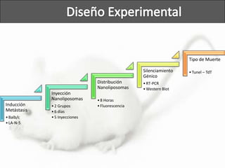 Inducción
Metástasis
•Balb/c
•LA-N-5
Inyección
Nanoliposomas
•2 Grupos
•6 días
•5 Inyecciones
Distribución
Nanoliposomas
•8 Horas
•Fluorescencia
Silenciamiento
Génico
•RT-PCR
•Western Blot
Tipo de Muerte
•Tunel – TdT
 