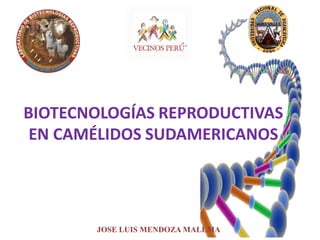 BIOTECNOLOGÍAS REPRODUCTIVAS
EN CAMÉLIDOS SUDAMERICANOS
JOSE LUIS MENDOZA MALLMA
 