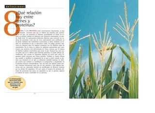 8
¿Qué relación
hay entre
genes y
proteínas?
d e f i n i c i o n e s
.12.
LOS GENES Y LAS PROTEÍNAS están estrechamente relacionados, ya que
la información necesaria para que se elabore una proteína está conteni-
da en un gen. Las proteínas se elaboran ensamblando en forma de ca-
dena un número variable de eslabones que llamamos aminoácidos. Se pue-
de elegir entre 20 aminoácidos-eslabones distintos para construir las ca-
denas de proteínas. Cada uno de estos aminoácidos está codificado en
los genes mediante tres nucleótidos consecutivos, es decir, mediante un tri-
plete de nucleótidos al que se denomina codón. El código genético rela-
ciona los distintos tipos de tripletes (codones) con los distintos tipos de
aminoácidos. Por lo tanto, la cadena de eslabones-aminoácidos que cons-
tituyen una proteína está determinada de forma unívoca por la cadena
de tripletes-codones consecutivos que posee el gen. Aunque hay unos po-
cos genes que no se utilizan para sintetizar proteínas, se puede afirmar, ge-
neralizando, que cuando un organismo adquiere un nuevo gen, dicho or-
ganismo podrá sintetizar una nueva proteína. También se puede afirmar
que cuando se modifica la composición de un gen, es decir cuando se pro-
duce una mutación en un gen, es altamente probable (aunque no siem-
pre ocurre) que también se modifiquen la composición y propiedades de
la proteína mutante correspondiente. Hay que decir que algunos genes pue-
den contener información para más de una proteína y que algunas pro-
teínas una vez elaboradas pueden ser modificadas de distintas maneras
por las células del organismo. Por esta razón, el número de proteínas dis-
tintas (el proteoma) que posee un organismo es, por lo general, superior
al número de genes contenidos en su genoma.
La información
necesaria para
que se elabore una
proteína está
contenida en
un gen
 