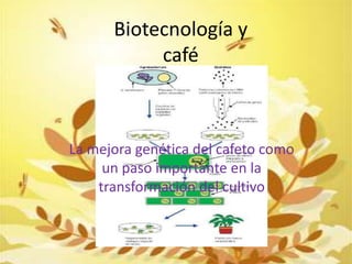 Biotecnología y
café
La mejora genética del cafeto como
un paso importante en la
transformación del cultivo
 