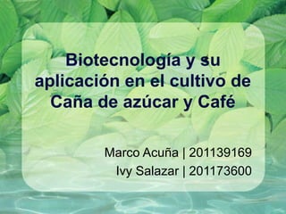 Biotecnología y su
aplicación en el cultivo de
Caña de azúcar y Café
Marco Acuña | 201139169
Ivy Salazar | 201173600
 