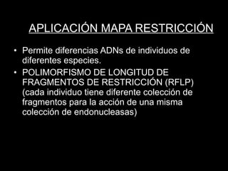 APLICACIÓN MAPA RESTRICCIÓN Permite diferencias ADNs de individuos de diferentes especies. POLIMORFISMO DE LONGITUD DE FRAGMENTOS DE RESTRICCIÓN (RFLP) (cada individuo tiene diferente colección de fragmentos para la acción de una misma colección de endonucleasas) 