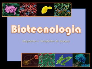 Biotecnologia Diagnóstico e Terapêutica de Doenças 1 