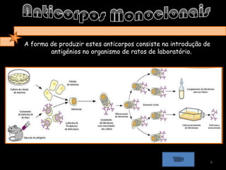 Anticorpos MonoclonaisA forma de produzir estes anticorpos consiste na introdução de antigénios no organismo de ratos de laboratório.6