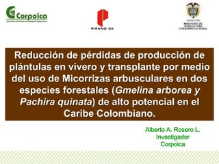 Reducción de pérdidas de producción de plántulas en vivero y transplante por medio del uso de Micorrizas arbusculares en dos especies forestales (Gmelinaarborea y Pachiraquinata) de alto potencial en el Caribe Colombiano. Alberto A. Rosero L. Investigador Corpoica 